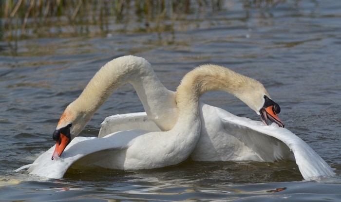 Two white swans in water