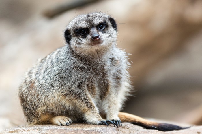 Meerkat sitting on a rock