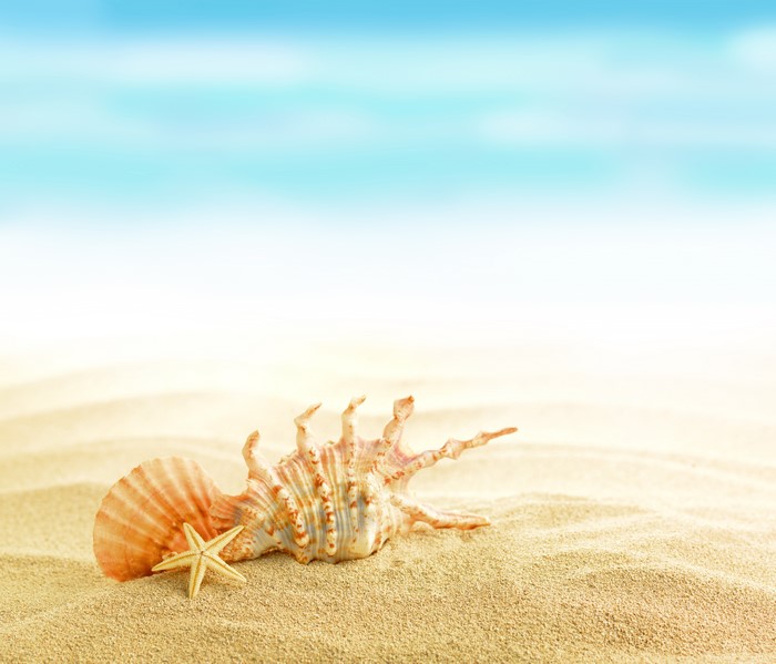Seashells and starfish on a sandy beach