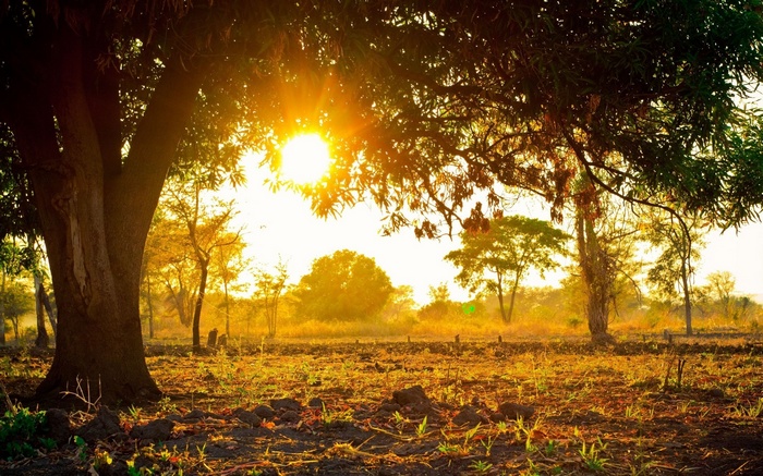 Sunlight filtering through trees onto a field