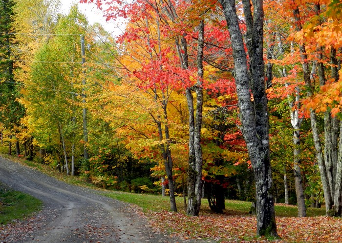Autumn forest with a winding dirt road