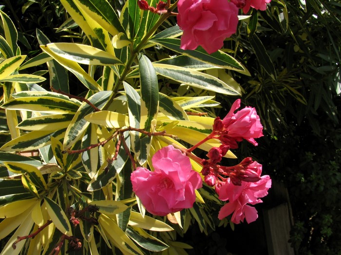 Pink Oleander flowers and variegated leaves