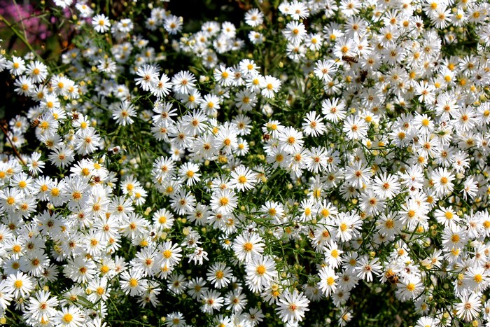 A dense cluster of white aster flowers with yellow centers.