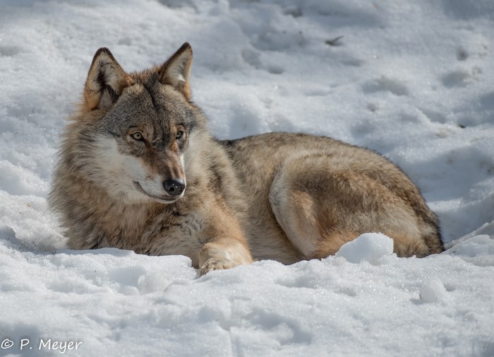 Wolf lying in the snow