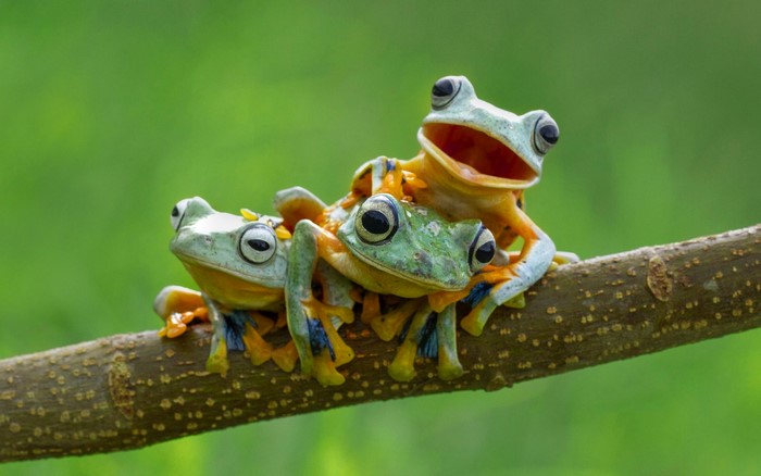 Three frogs on a branch