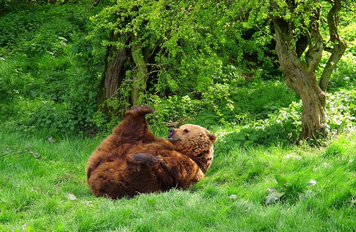 Brown bear lying on grass in a forest