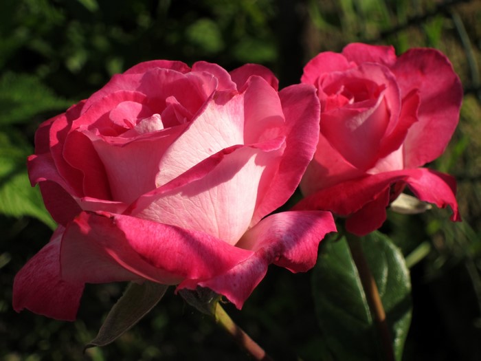 Two pink roses with white centers