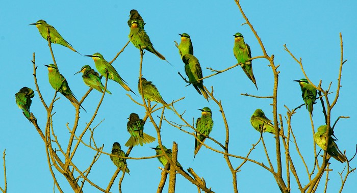 A flock of green bee-eater birds perched on tree branches