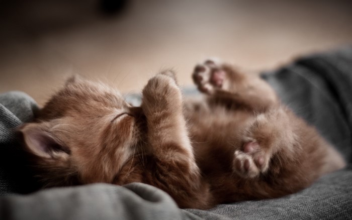 Ginger kitten sleeping on soft fabric