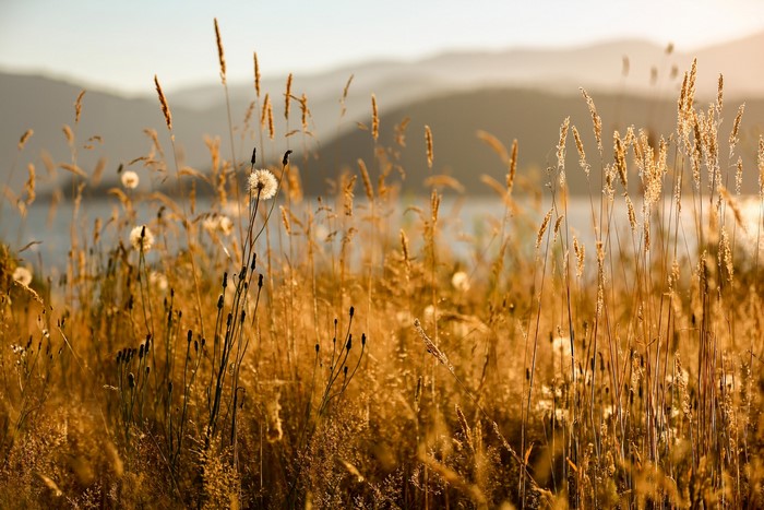 Golden Grasses and Dandelions by the Water