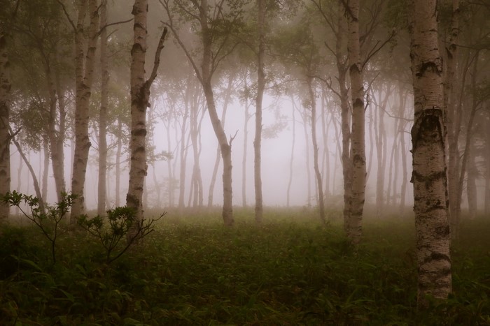 Birch trees in a foggy forest