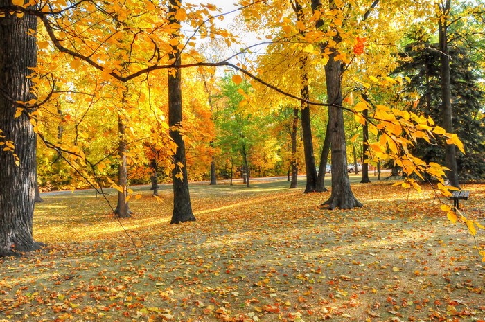 Autumn park with trees and fallen leaves
