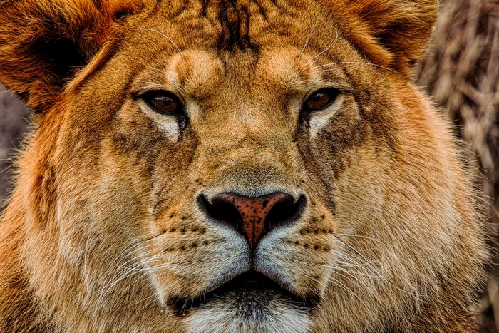 Close-up of a Lion's Face