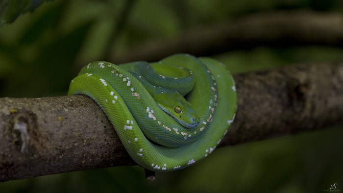 Green Tree Python on a Branch