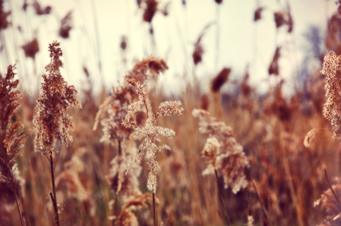 Close-up of dry reeds in a field