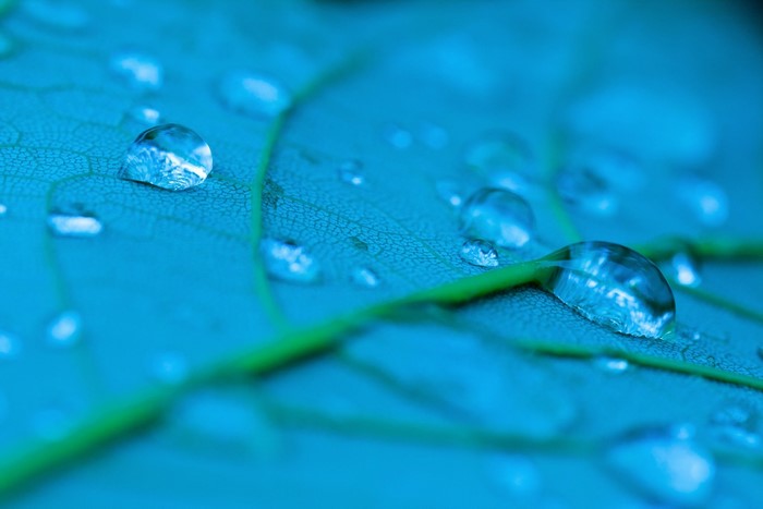 Water drops on a blue leaf with green veins