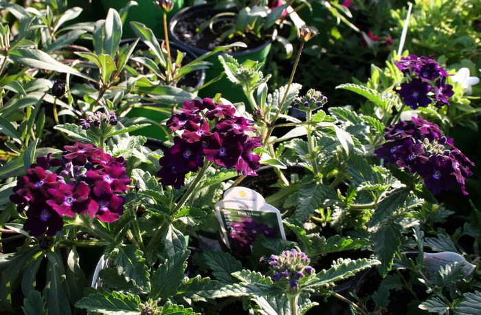 Dark purple Verbena flowers with green leaves