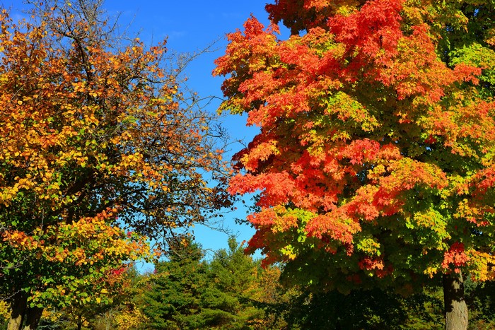 Autumn trees with colorful leaves against blue sky