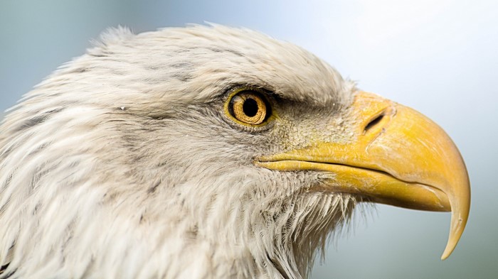 Close-up of a Bald Eagle's head and beak
