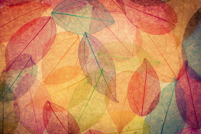 Transparent colorful autumn leaves abstract