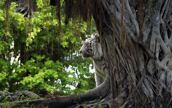 White tiger peeking from behind a large tree