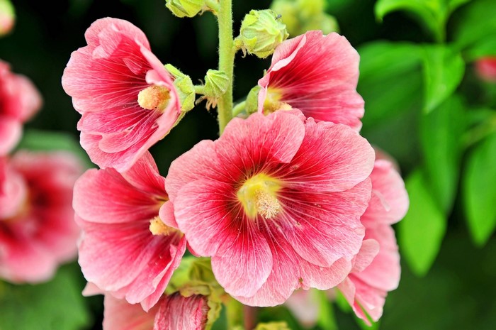 Pink Malva Flowers Closeup