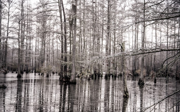 Bare trees in a swamp with reflections