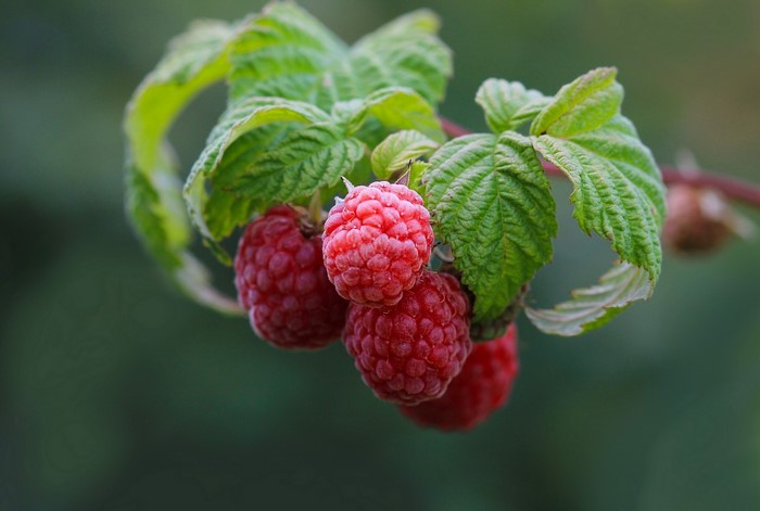 Raspberries on a branch with green leaves