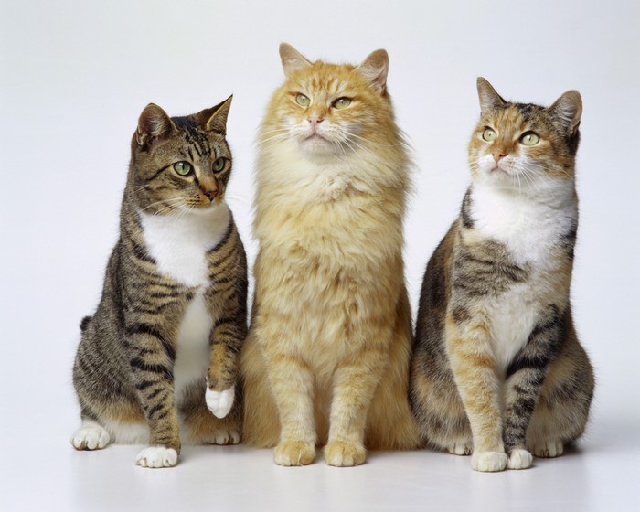 Three cats sitting on a white background