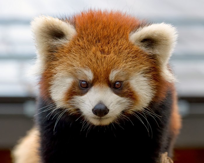 Close-up of a Red Panda