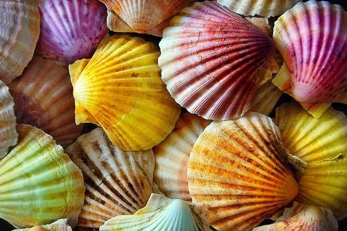 Colorful Closeup of Seashells