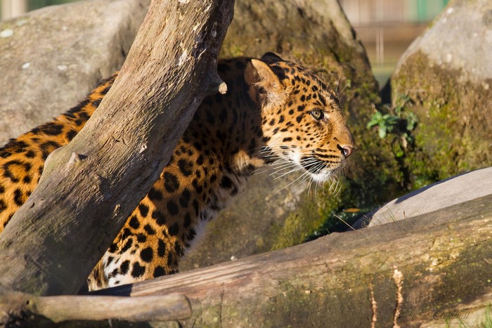Leopard in a natural habitat