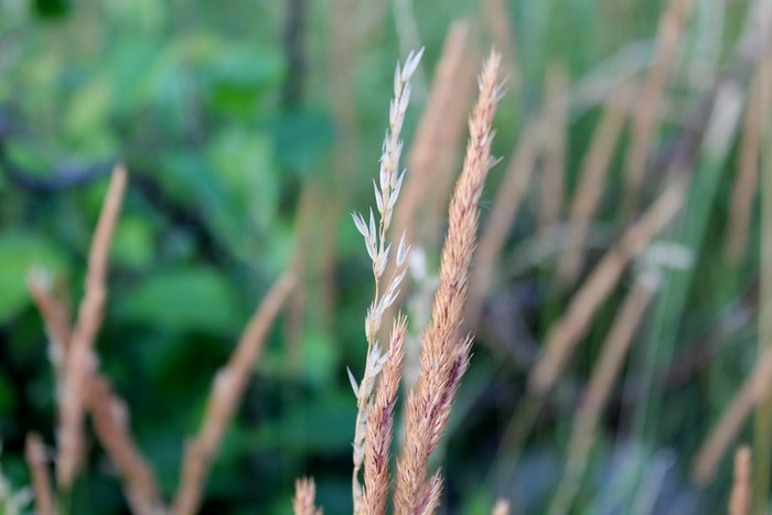 Closeup of dry grass stalks