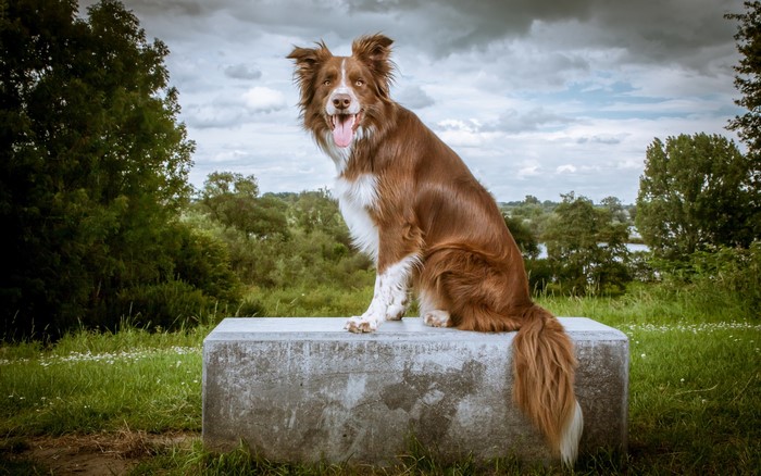 Brown and white Border Collie sitting on a stone bench