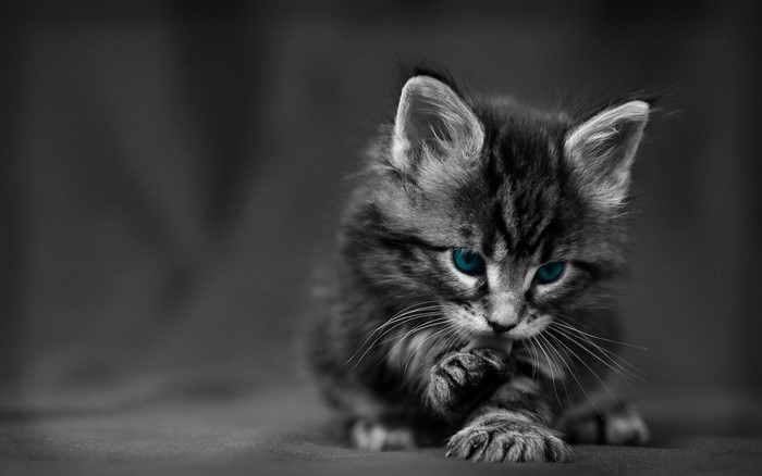 A fluffy kitten with bright blue eyes