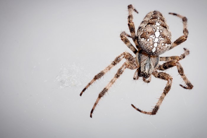 Close-up of a spider on a white background