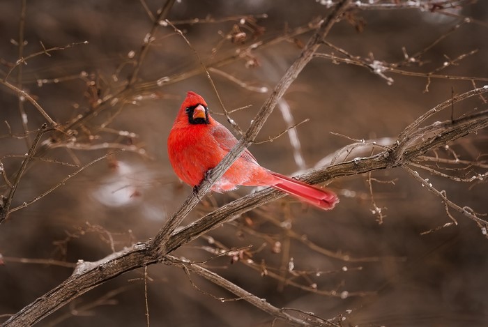 Northern Cardinal perched on a branch