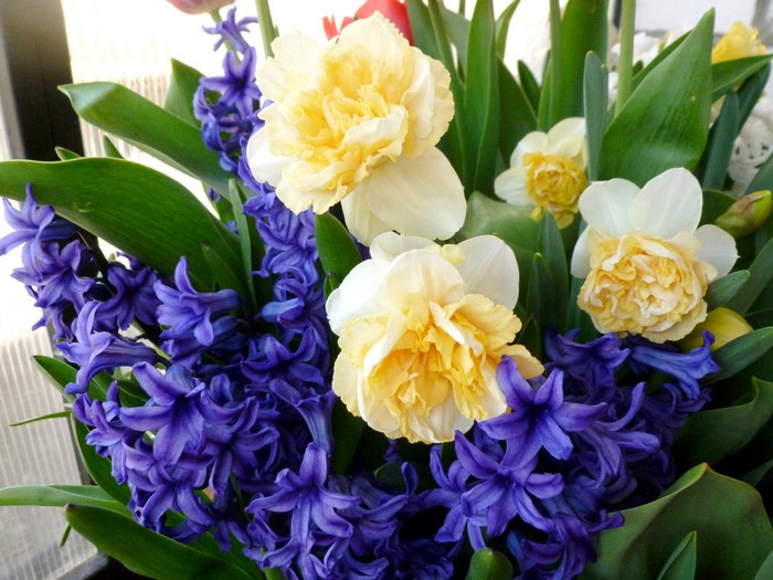 Bouquet of Hyacinths and Daffodils