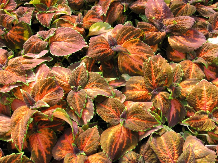 Coleus foliage with vibrant red, orange, and green leaves