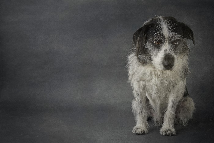 A scruffy terrier dog sits against a dark background