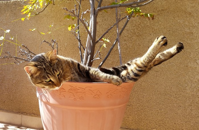 Tabby cat lounging in a plant pot