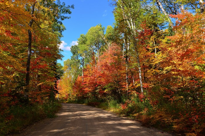 Dirt road through an autumn forest