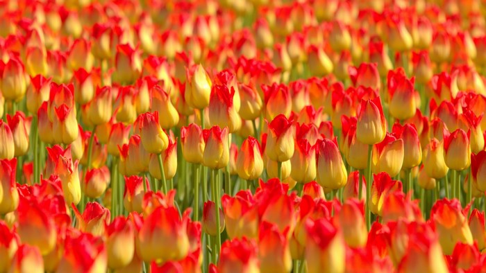 Field of Red and Yellow Tulips