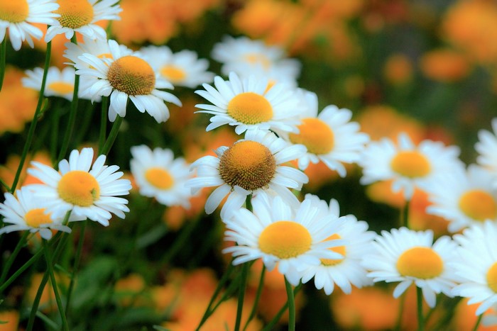 Field of white daisies with yellow centers