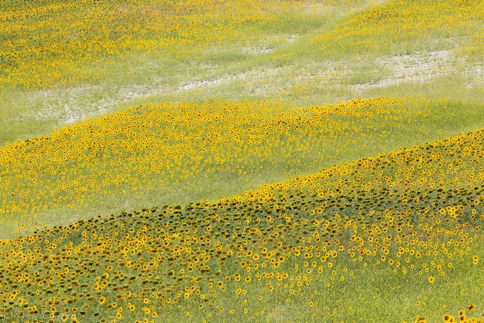 Fields of Sunflowers on Rolling Hills