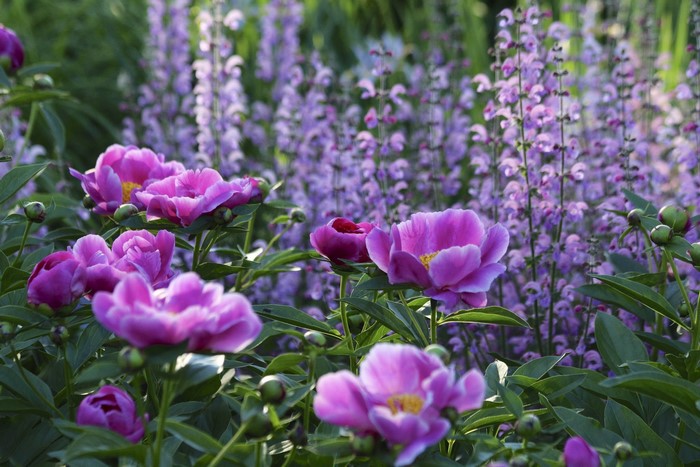 Pink Peonies and Purple Salvia Flowers in a Garden