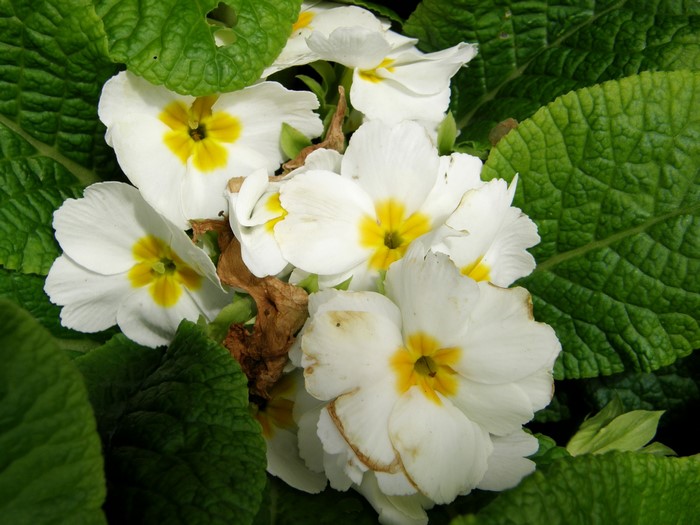 White primrose flowers with yellow centers and green leaves