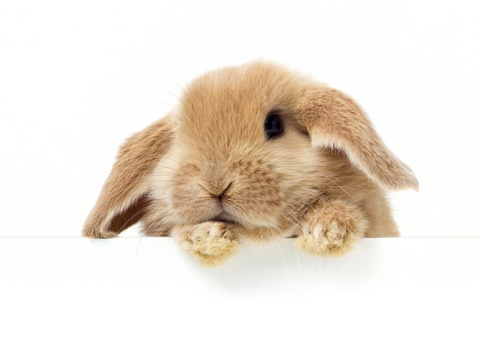 Cute Lop-Eared Rabbit Peeking Over White Surface
