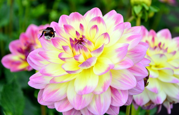 4K Dahlias Closeup with Bee