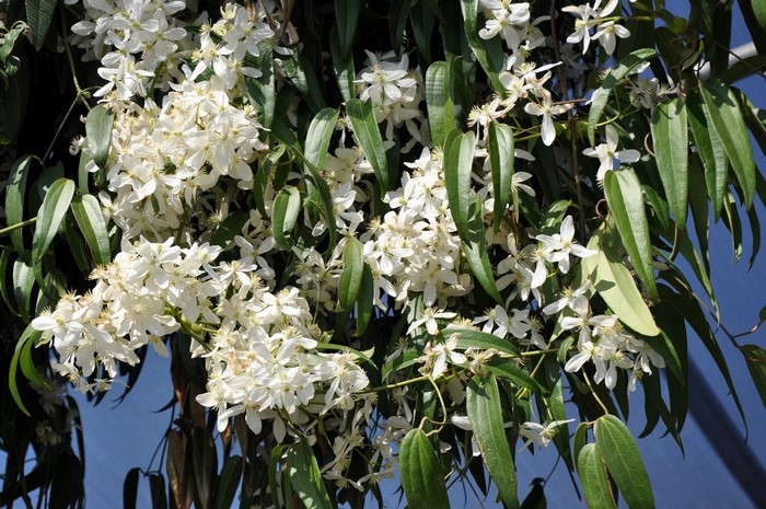 4K Clematis armandii white flowers
